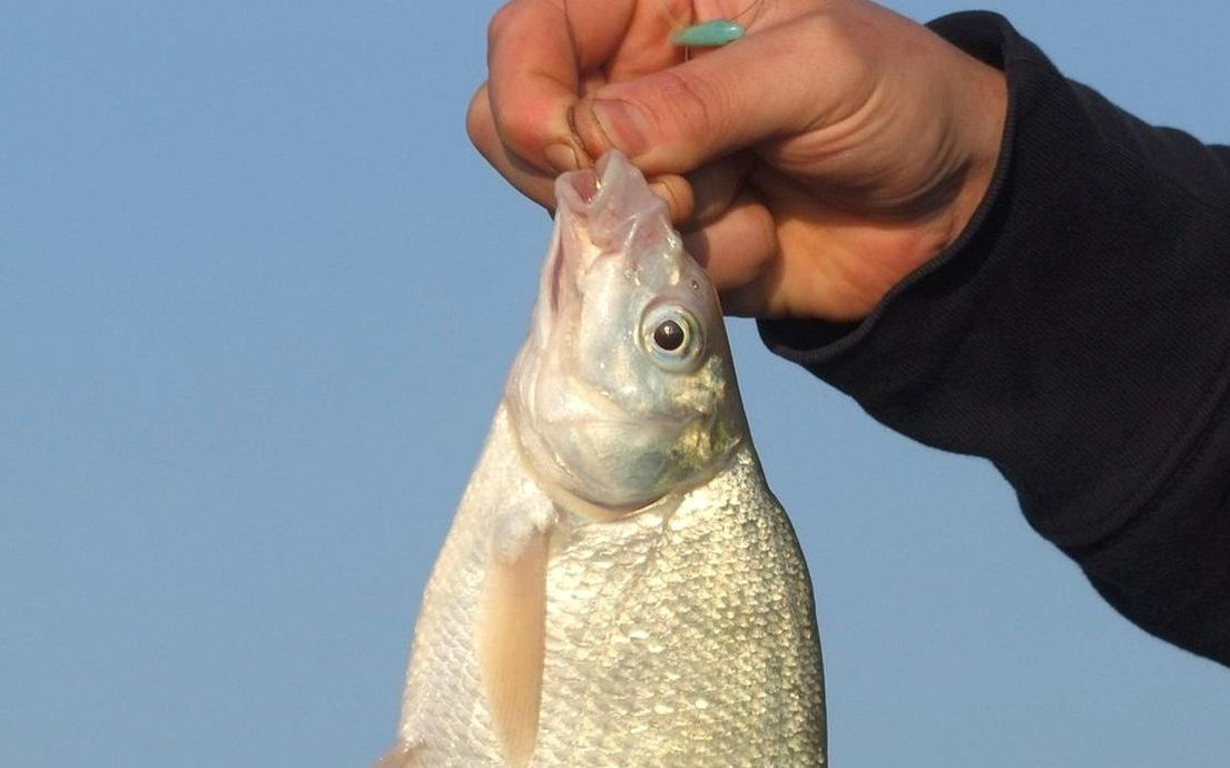 A whole roach on the fishing net, glistening in morning light