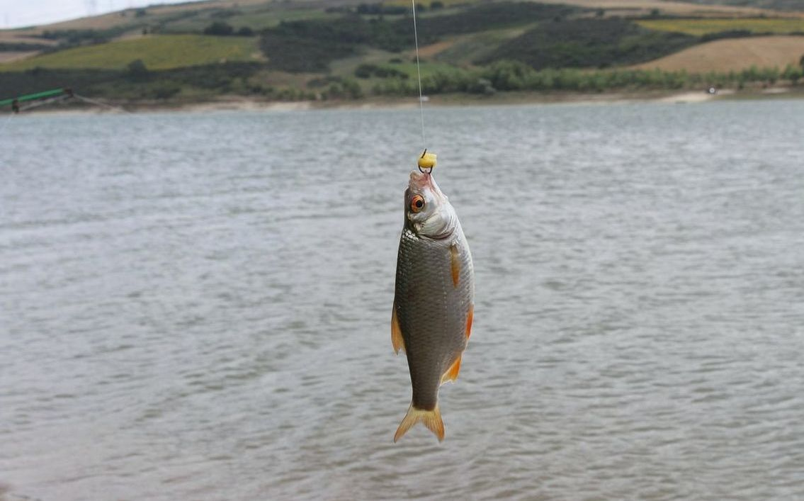 A perfectly cast fly line rolling across still lake water